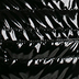 Black Patent
