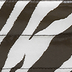 Chocolate Zebra